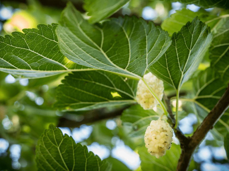 Mulberry Leaf Extract - Lactonova