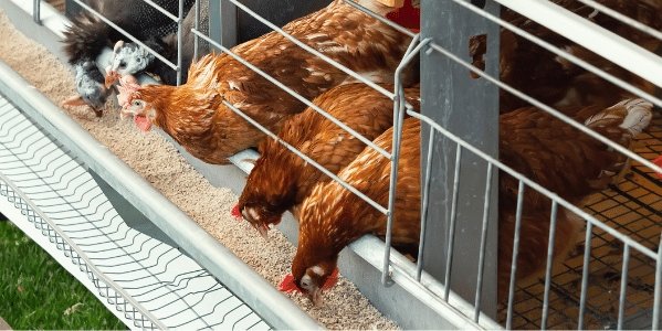 Chicken Feed | Chicken Food | wilko.com