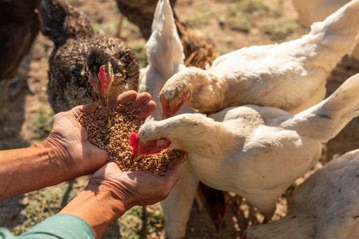 Protein Sources Improved Starter Feed Formulation for Broiler Chickens | The Poultry Site