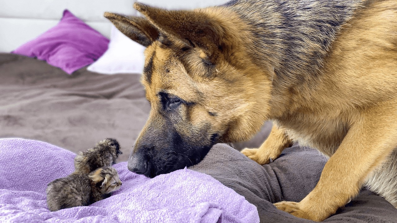 Feeding the needy  Newborn kittens arent the only ones dependent on help | Food Features | iberianet.com