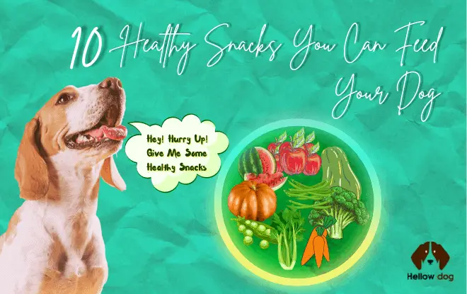 Feeding | Healthy Dog For Life