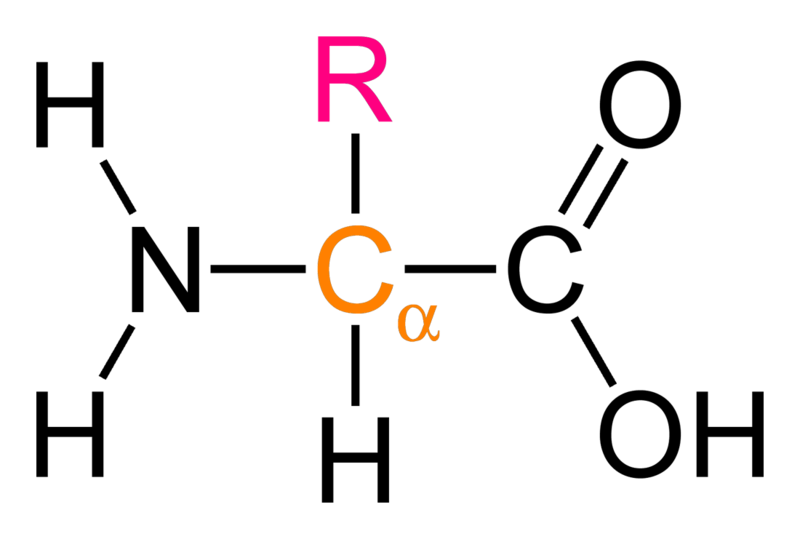 Alpha amino acid | chemical compound | Britannica.com