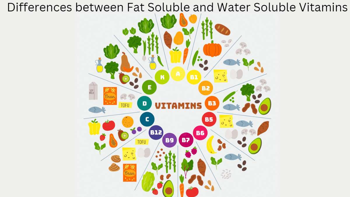 The Key Differences Between Soluble vs. Insoluble Fiber | Shape