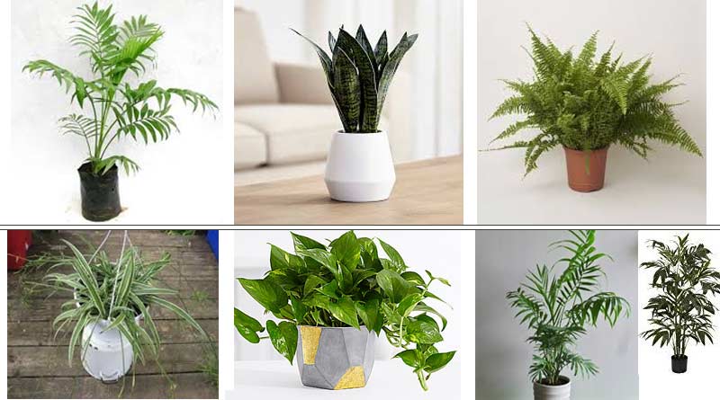 <a href='/air-purifier/'>Air Purifier</a> Plants - External Reference