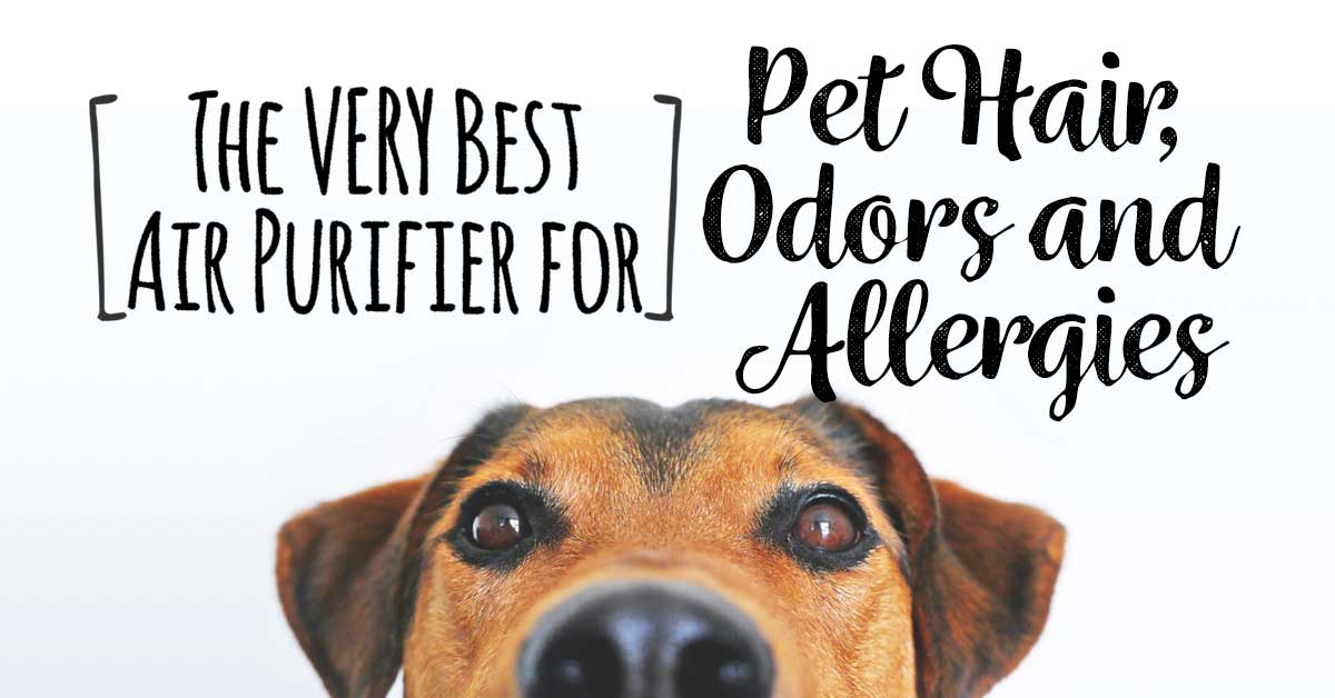 Pet Hair <a href='/air-purifier/'>Air Purifier</a> Air Purifiers Are Great For Cleaning Allergens And Bacteria From The Air In Your House Or Office However If You Are Allergic To Pet Hair Or If You Plan Pet Hair Removal Air Purif  picottephoto.com