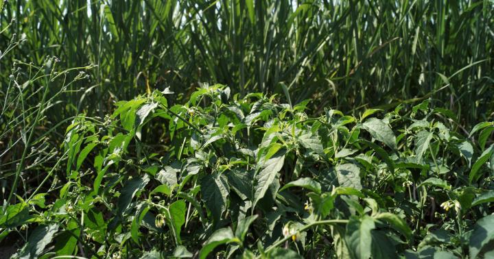 GARDENING: Barrier fabric may not be the best answer for weed control - Odessa American