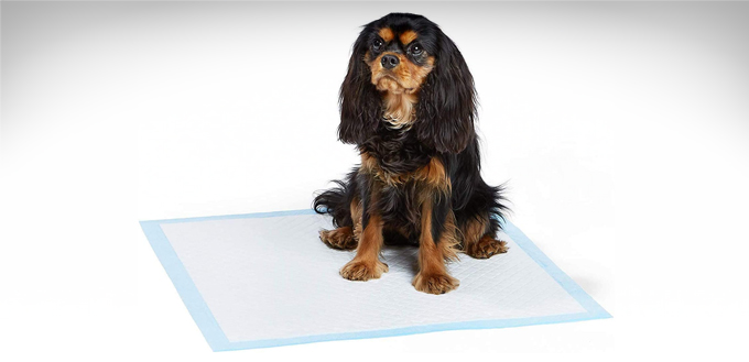 Puppy Training Pads Wholesale