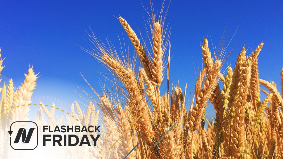 Flashback Friday: Is Gluten Sensitivity Real? & Separating the Wheat from the Chat | NutritionFacts.org