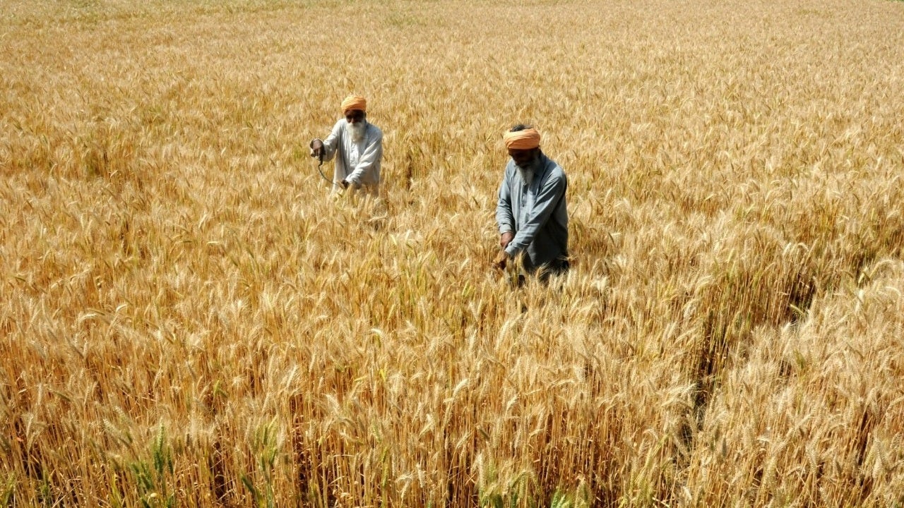 Wheat articles & resources on Made-in-China.com