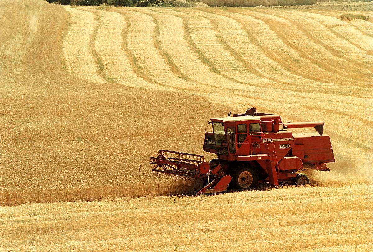 Whole Wheat Flour | The Fresh Loaf