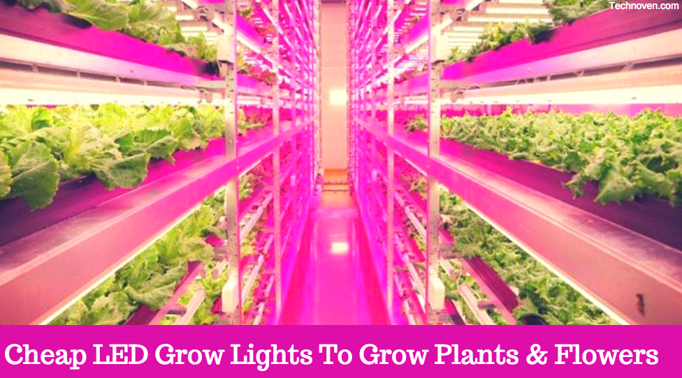 LED Grow Lights Archives - TechNoven