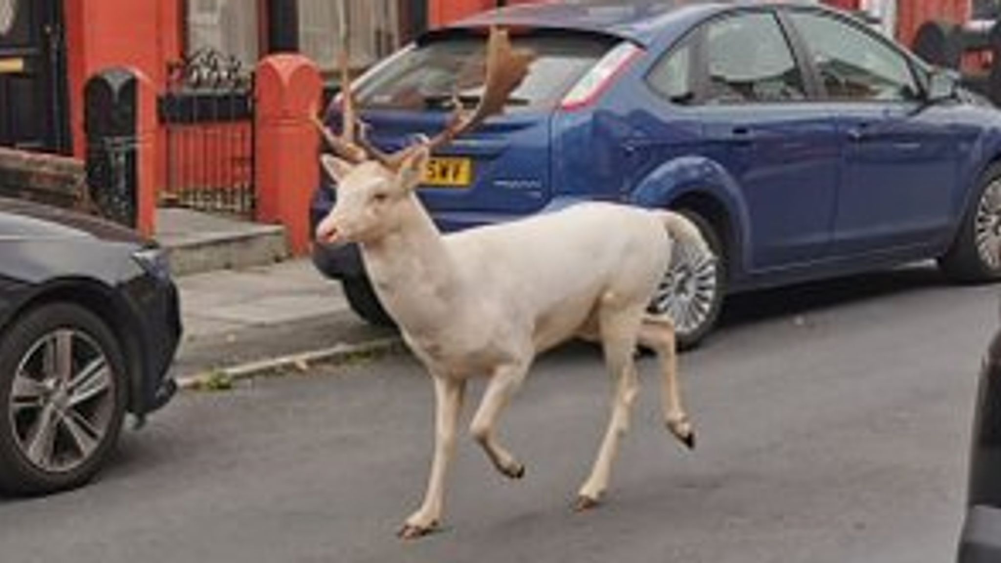 white stag statue for sale deer sculpture for sale-Bronze/Metal Deers/Egales/Bulls/Dogs Animal Sculptures/Statues For Sale