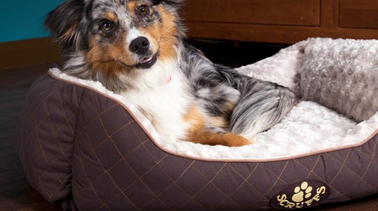 Dog Boutique Designer Clothes : Luxury Dog Beds & Products | Luxury Pet Boutique