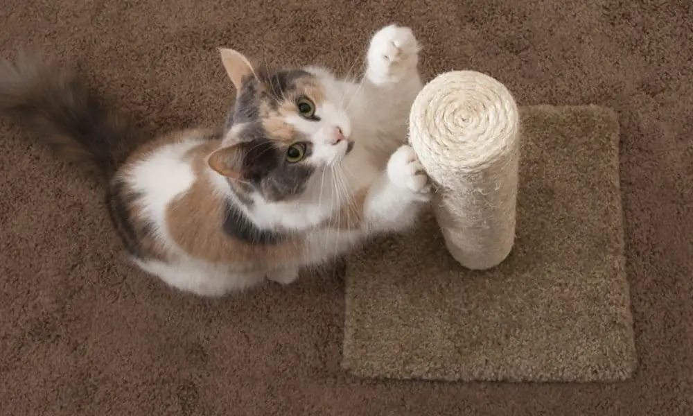 Scratching Post Archives - Animalfriends INC