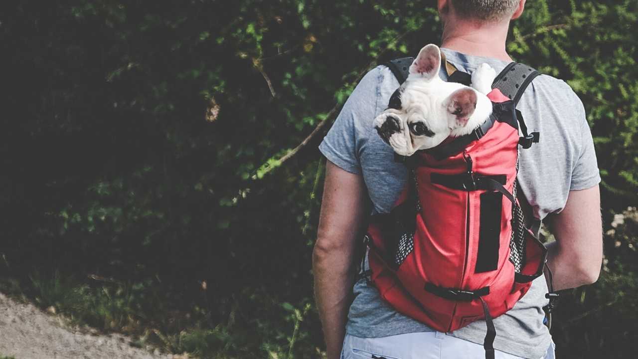 Dog Carrier Backpack Hiking Of fort Dog Backpack Harness Stuff for My Future Pet