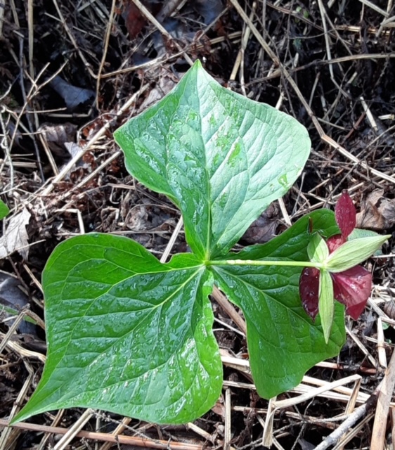 <a href='/dry-pump/'>Dry <a href='/pump/'>Pump</a></a>s  Trillium