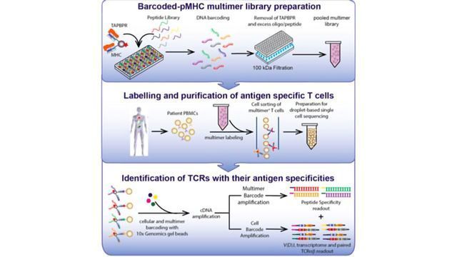 Publication - Optimization of fluorescence assay of cellular manganese status for high throughput screening. - Labnodes - The Vanderbilt Research Network