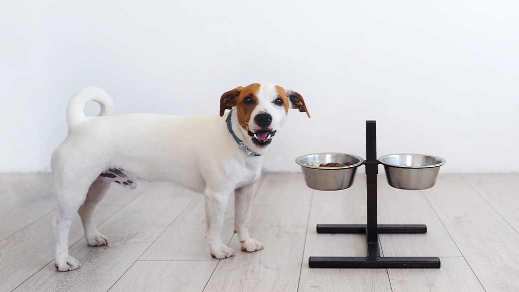 Immediate Methods To Best Elevated <a href='/dog-bowl/'>Dog Bowl</a>s In Detail by detail Detail