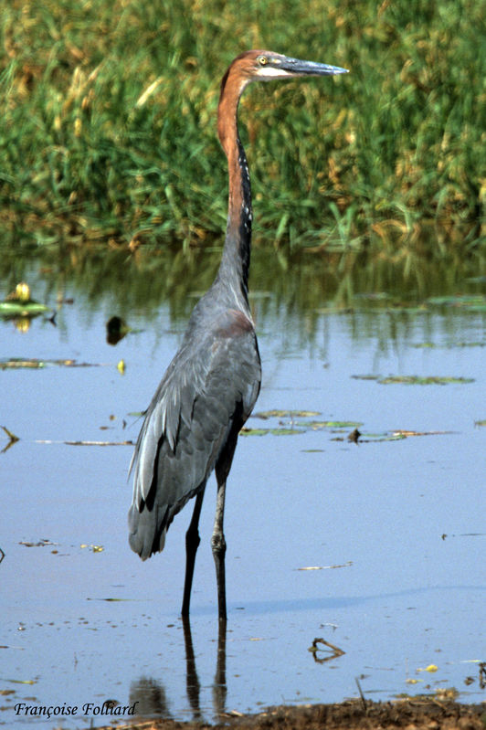 Goliath crane - Wikipedia