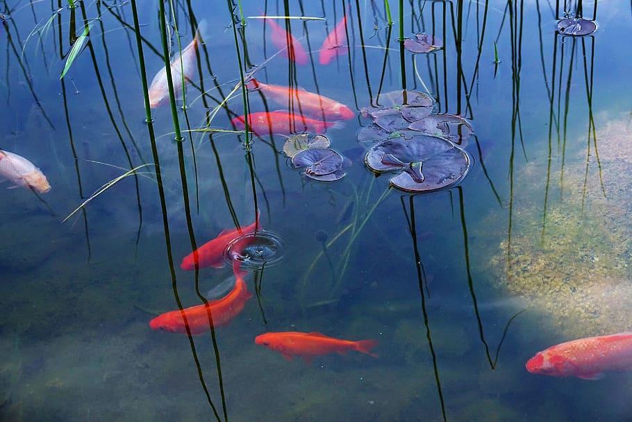 3 Tips to installing a preformed garden pond