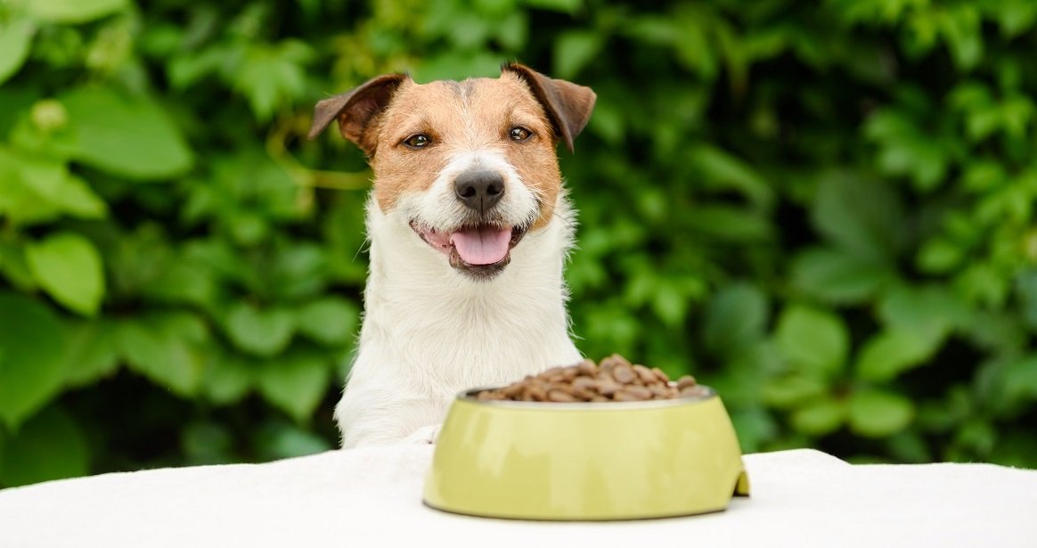 What's The Best Antihistamine for Dogs? - Emerald Life