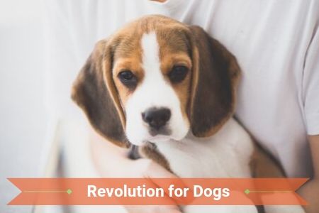 Is Revolution Good for Dogs