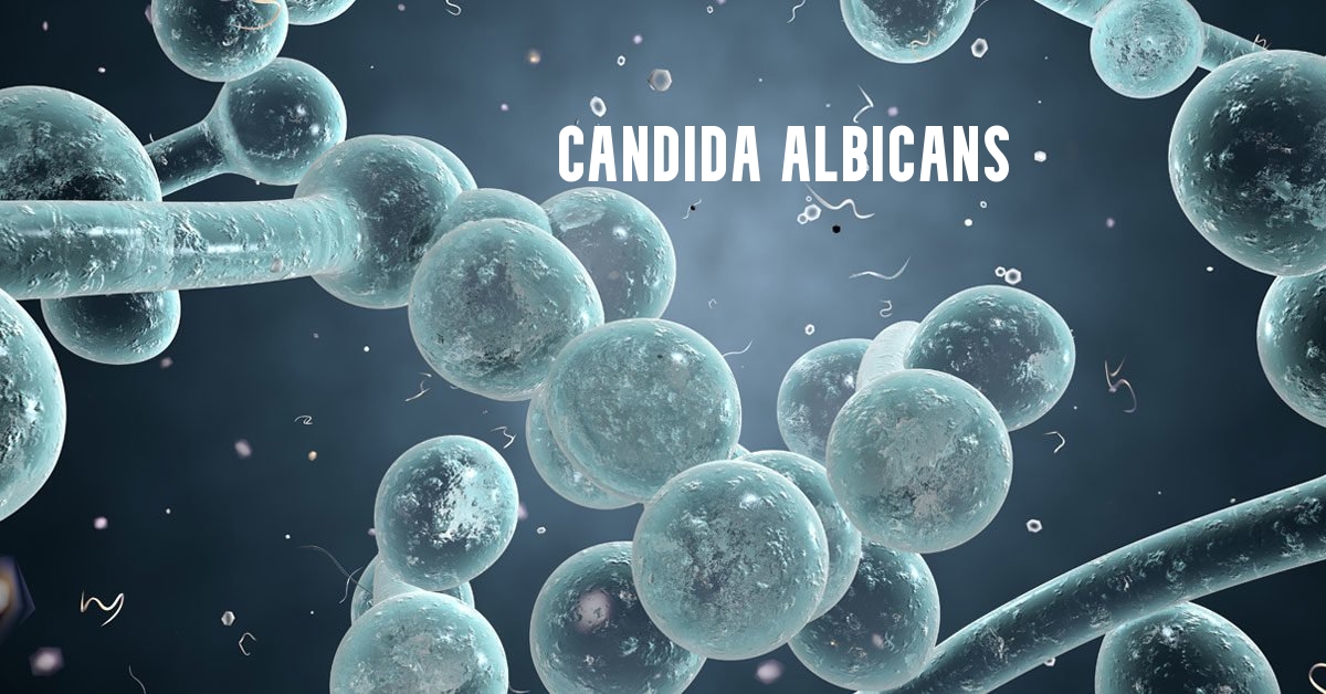 Candida albicans | fungus | Britannica