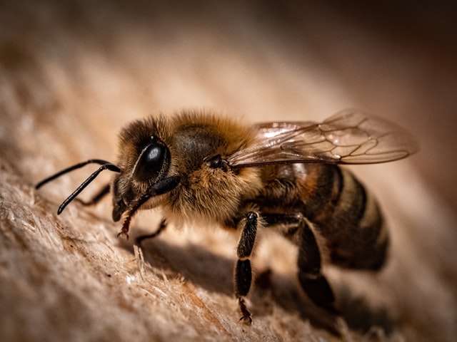 Propolis from honey bees is a powerful superfood that kills Candida albicans - Vitamins and Their Uses
