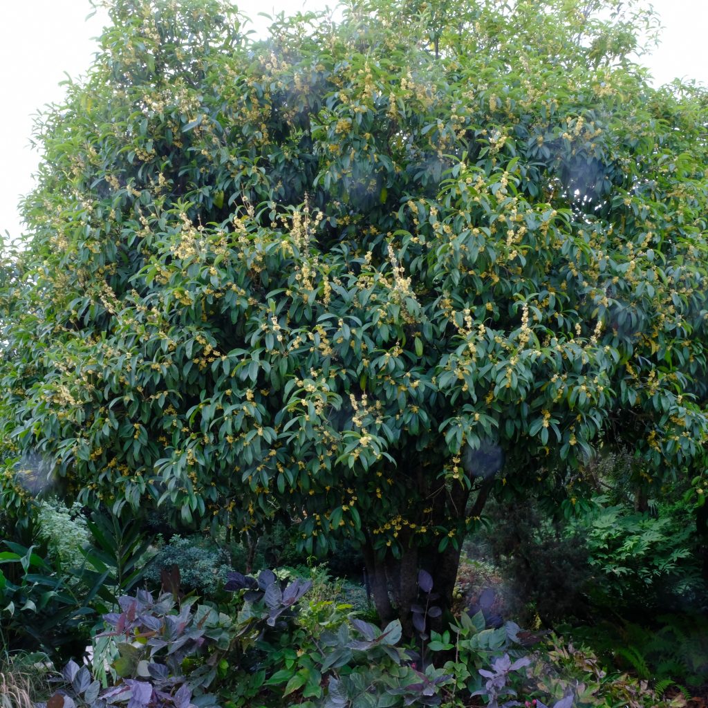 osmanthus | Peacock Horticultural Nursery Blog