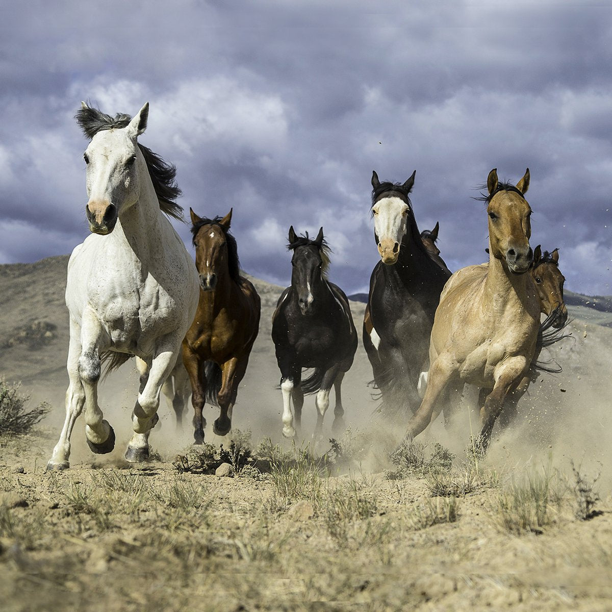 All products - Trenzdecor