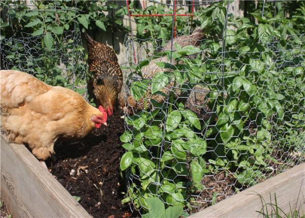 Rural Fencing for Chicken/Rabbit Fence