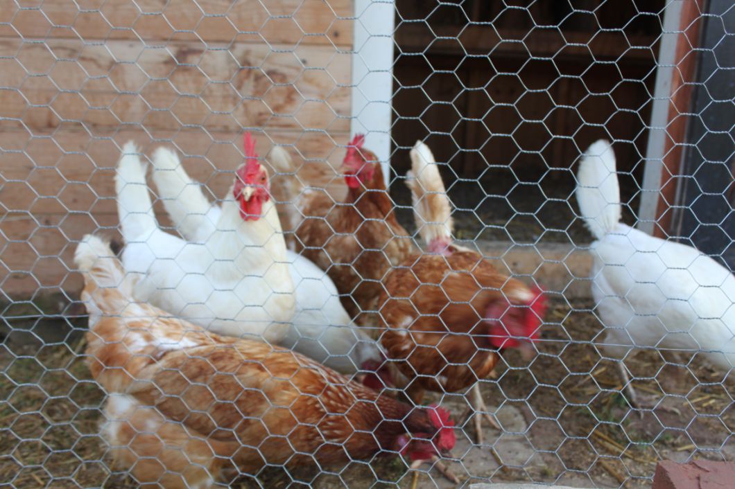 Rural Fencing for Chicken/Rabbit Fence