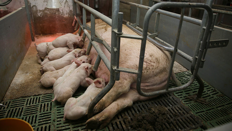 Why Are There Farrowing Crates? - Free Farrowing