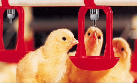 Stainless steel poultry water nipple drinker  (1)1058