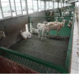 Sheep goat PVC PP plastic slat floor (1)1999