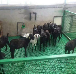 Sheep goat PVC PP plastic slat floor (1)2002