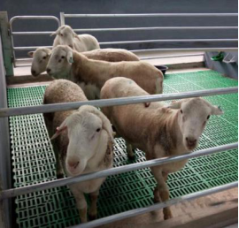 Sheep goat PVC PP plastic slat floor (1)2001