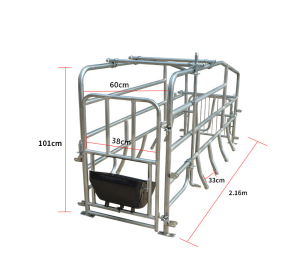 Sow farrowing gestation crates1951