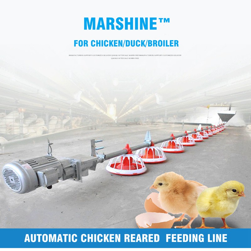 Automatic Chicken Feeding System (1)
