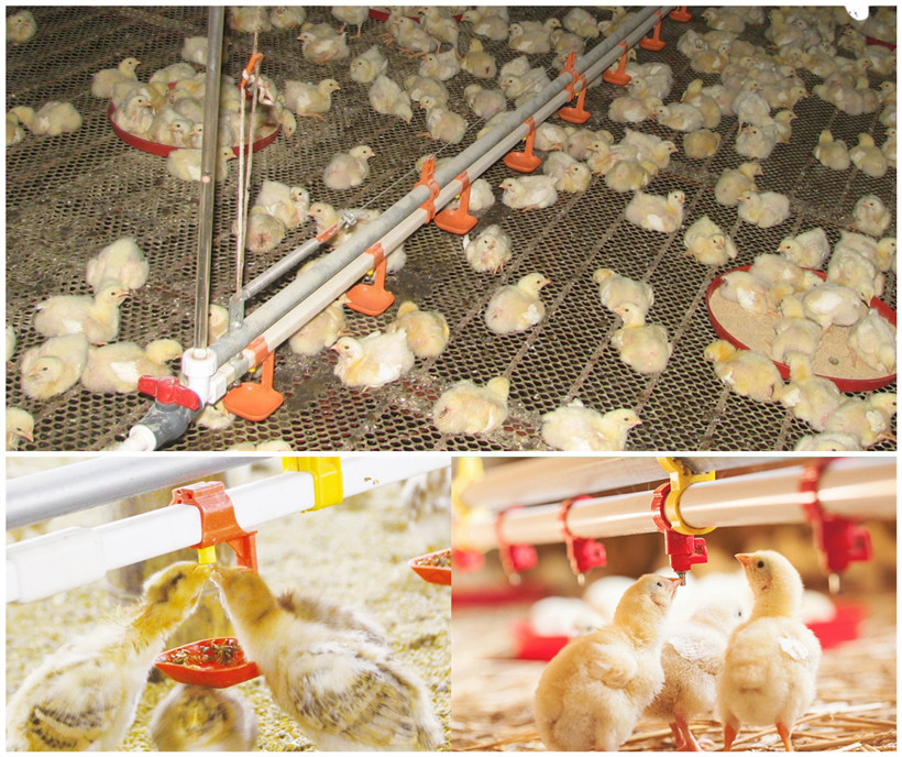 Poultry watering system (12)