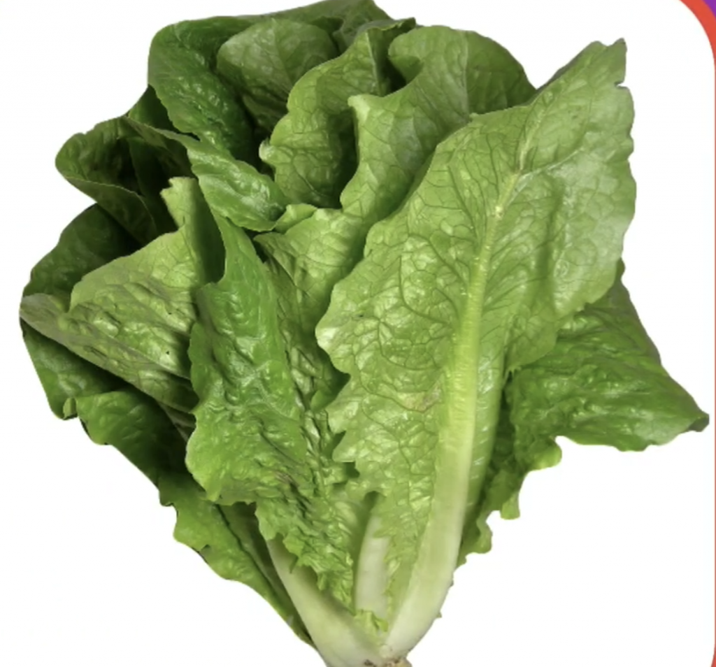 Romaine Lettuce Unsafe | House Rabbit Society