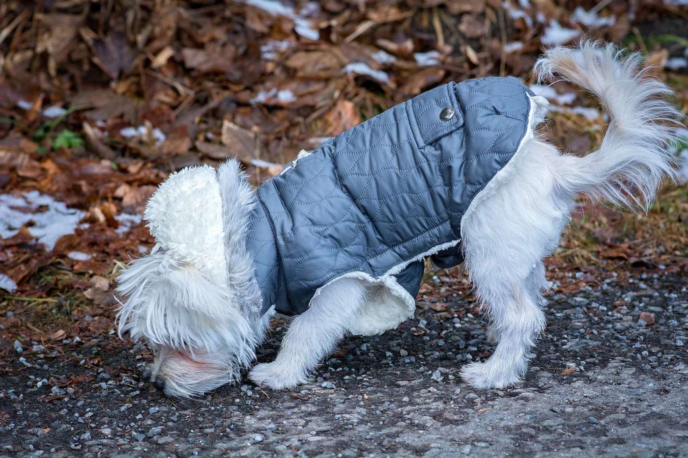 Raincoat  Easy Dog Training