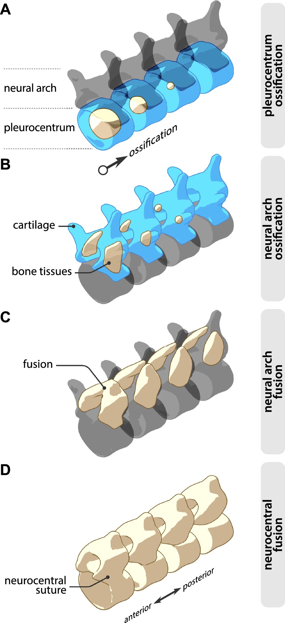 Macromed | ADD/ADDplus Vertebral Body Replacement Cage