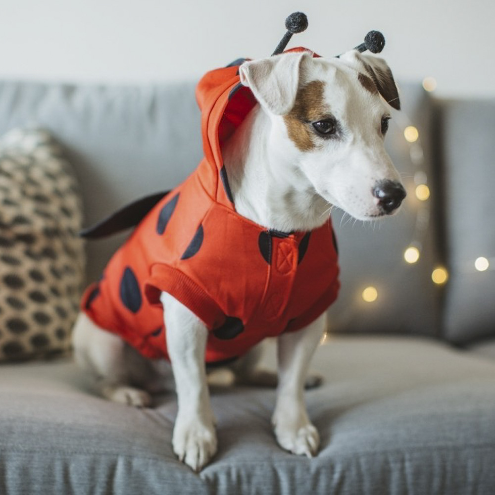 <a href='/taco-truck/'>Taco Truck</a> | Best DIY Dog Costumes | POPSUGAR Middle East Smart Living Photo 3