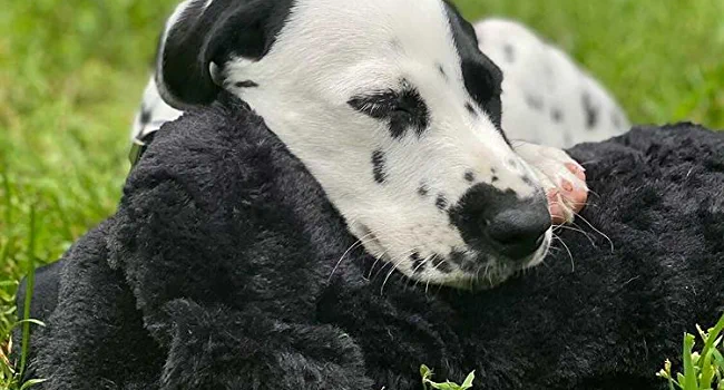 Snuggle Puppy Black Lifestyle image with Dalmatian