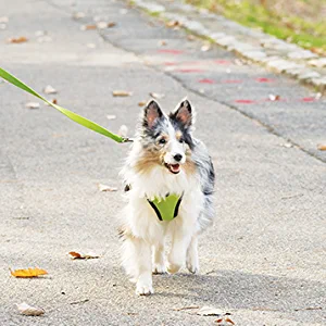 color matched matching collar harness leash