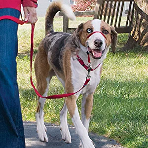 gentle leader head collar headcollar leash 