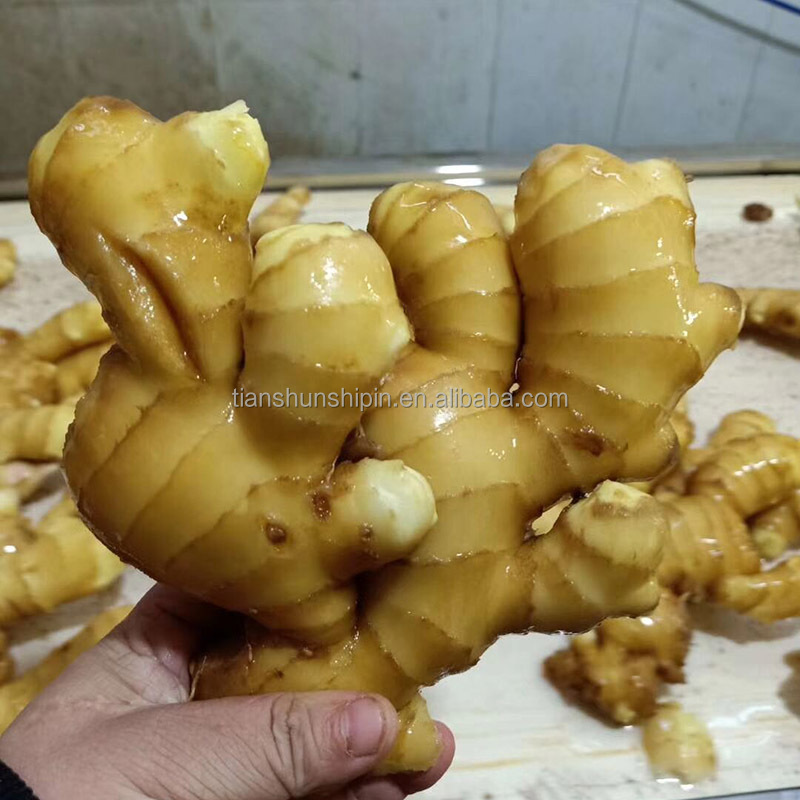 Export Price 1kg China Mature Fresh Ginger