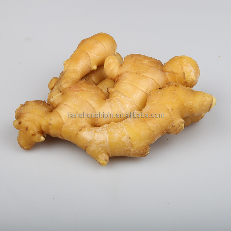 Export Price 1kg China Mature Fresh Ginger