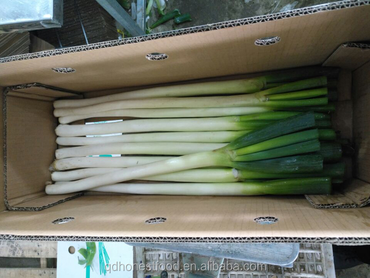 Pure natural organically grown green scallions with competitive price